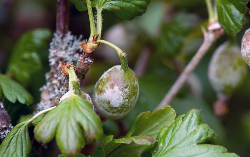 Американська цвіль агрусу