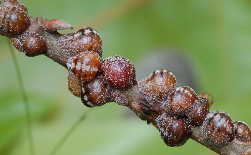 акацієва несправжня щитівка