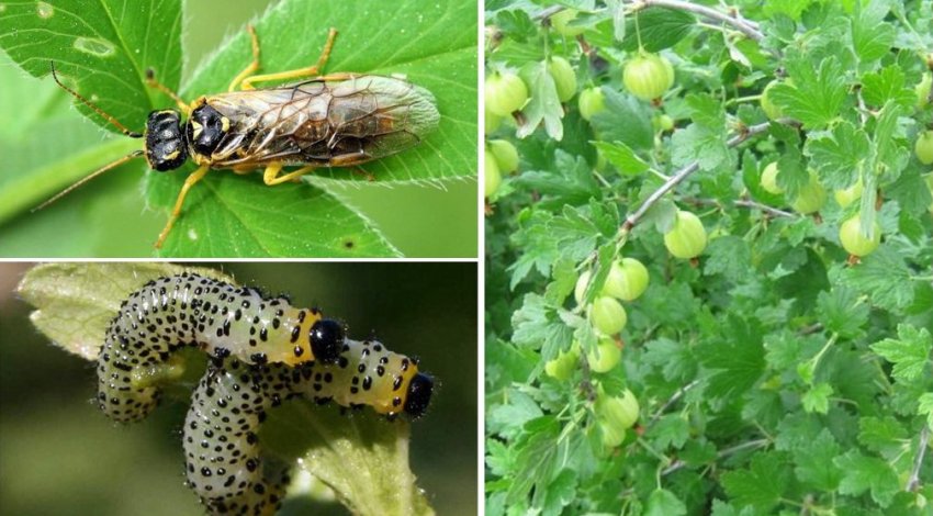 Пильщик на аґрусі