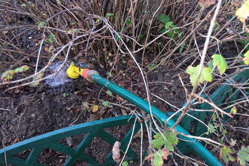 Полив агрусу