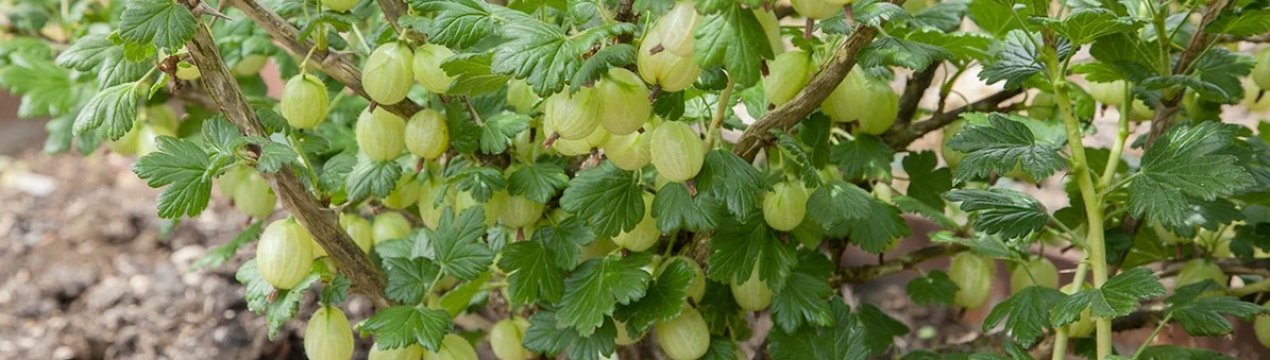Медный купорос для смородины и крыжовника. . Медный купорос для смородины и крыжовника фото. Медный купорос для смородины и крыжовника-. картинка Медный купорос для смородины и крыжовника. картинка . Владельцам огородов и приусадебных участков периодически приходится сталкиваться со снижением иммунитета, выращиваемых культур. Подвержены различным заболеваниям и нашествию вредителей и кустарники смородины. Наиболее часто становятся головной болью садоводов – патогенные грибки. Для сохранения высокого уровня плодоношения и поддержания развития и роста проводится химическая обработка. Одно из самых известных и востребованный средств – медный купорос.