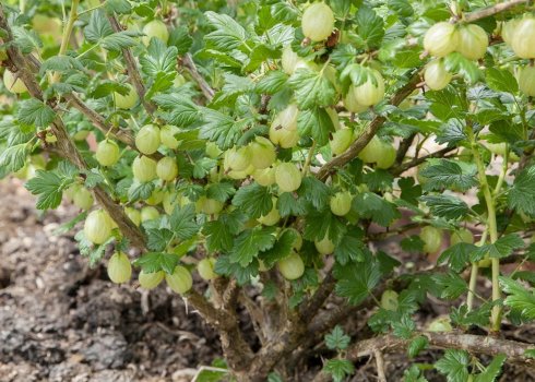 Обробка агрусу мідним купоросом навесні: правила й помилки