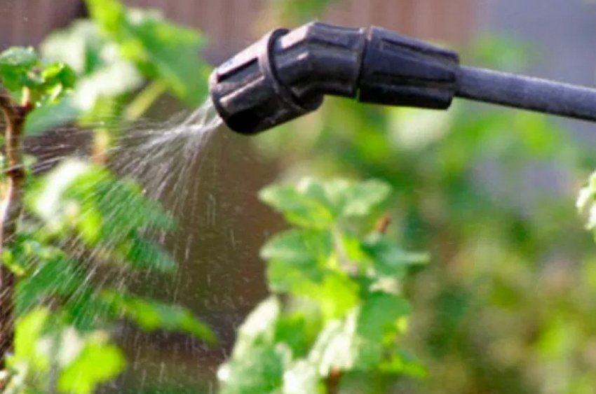 Обприскування куща від шкідників і хвороб