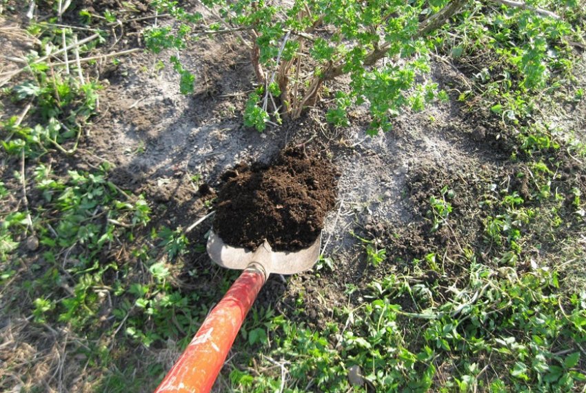 Підживлення кущі аґрусу