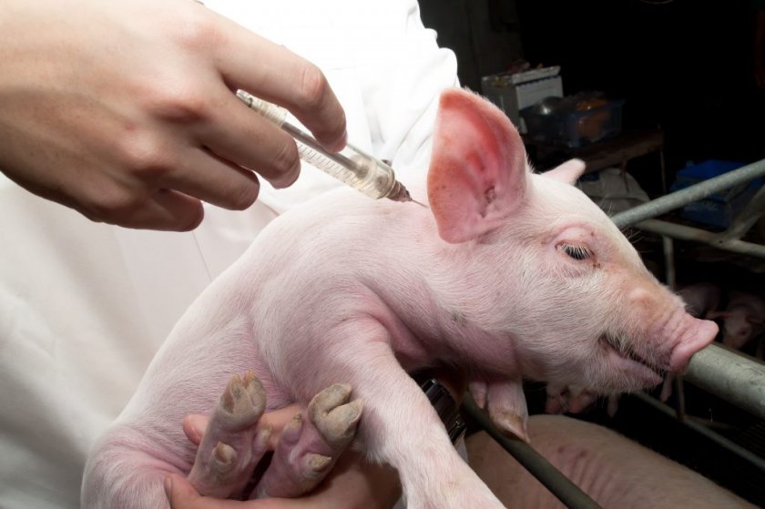 Как вылечить рожу у свиньи народными средствами thumbnail