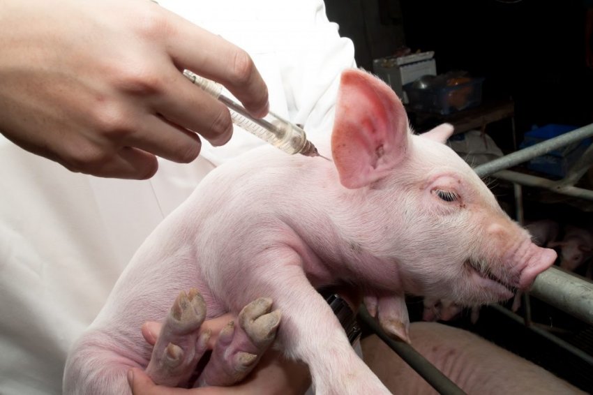 Как вылечить рожу у свиней народными средствами thumbnail