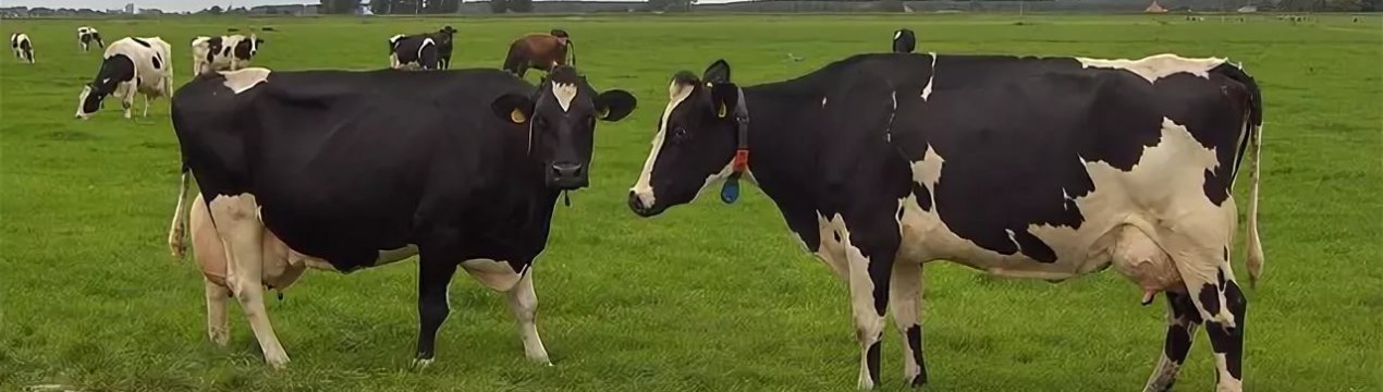 Майбутнє молочної промисловості Шотландії