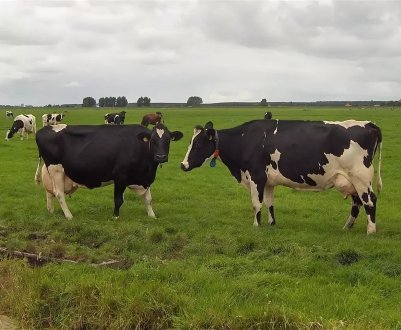 Майбутнє молочної промисловості Шотландії