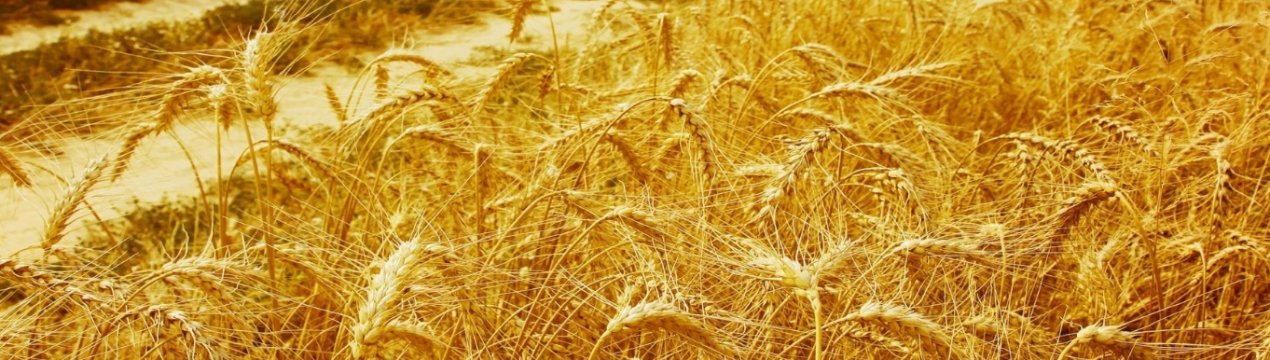 Кримських механізаторів віддячили за професіоналізм і наполеглива праця