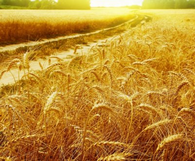 Кримських механізаторів віддячили за професіоналізм і наполеглива праця