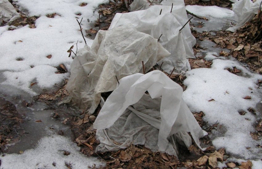 Укриття кущів на зиму