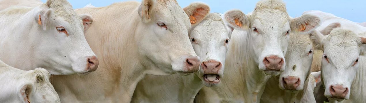 Костромічі приступили до заготівлі кормів