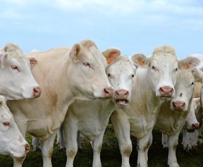 Костромічі приступили до заготівлі кормів