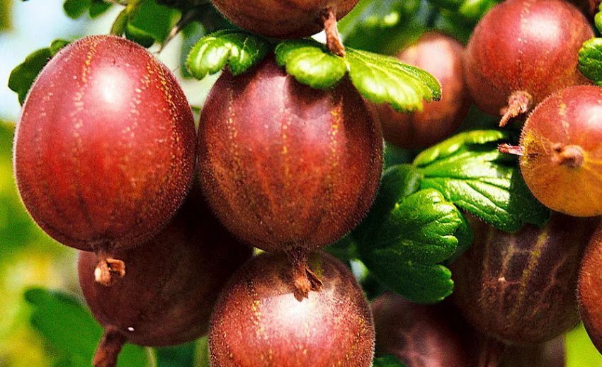 Агрус Куйбишевський Агрус Куйбишевський