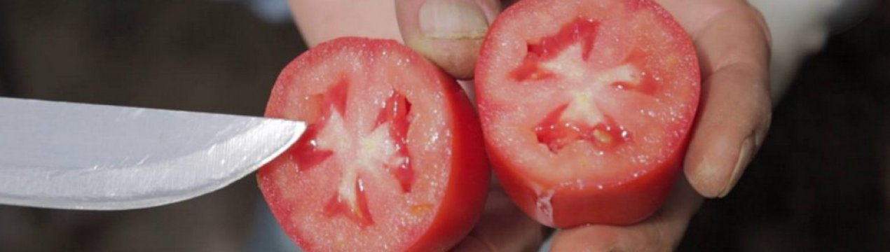 Помідори «Царське спокуса»: опис, агротехніка вирощування