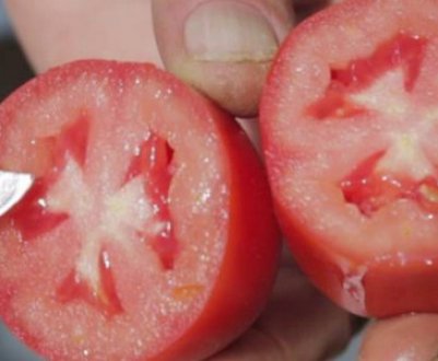 Помідори «Царське спокуса»: опис, агротехніка вирощування