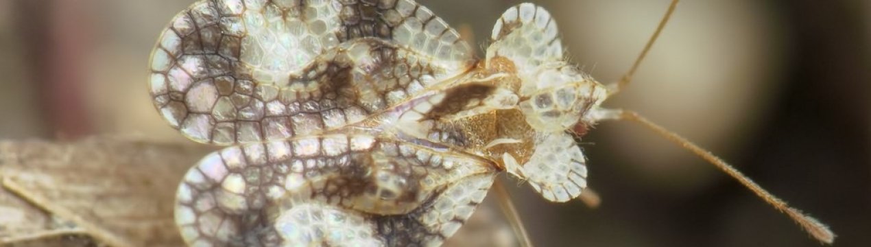 З-за клопового навали сімферопольські поля обіллють милом