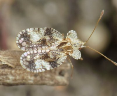 З-за клопового навали сімферопольські поля обіллють милом