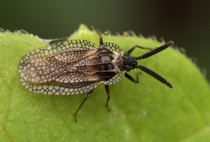 З-за клопового навали сімферопольські поля обіллють милом З-за клопового навали сімферопольські поля обіллють милом
