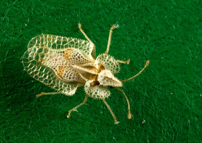 З-за клопового навали сімферопольські поля обіллють милом З-за клопового навали сімферопольські поля обіллють милом