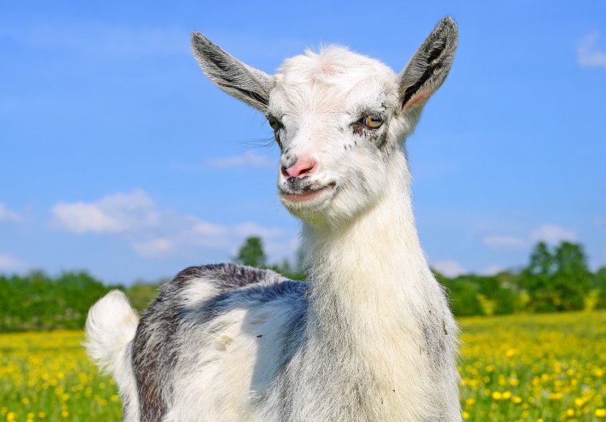 Бруцельоз атакував хабаровський кіз Бруцельоз атакував хабаровський кіз