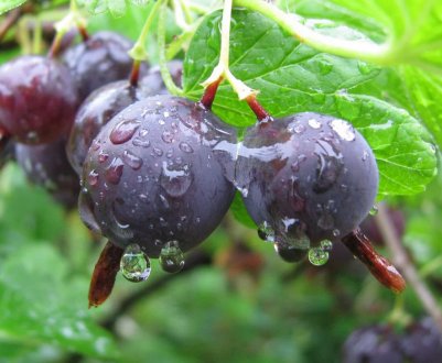 Пересадка агрусу на інше місце: основні правила, пересадка молодих рослин