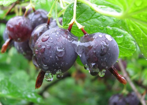 Пересадка агрусу на інше місце: основні правила, пересадка молодих рослин