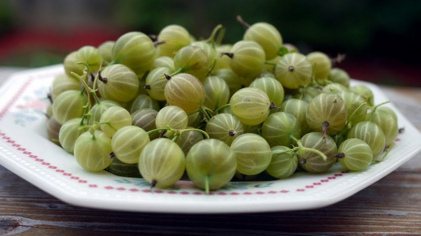 Збір агрусу