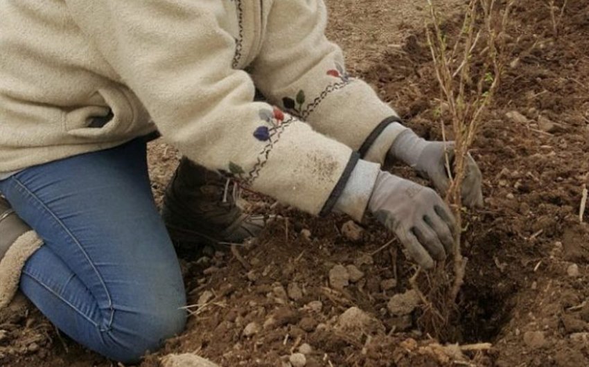 Пересадка агрусу восени Пересадка агрусу восени