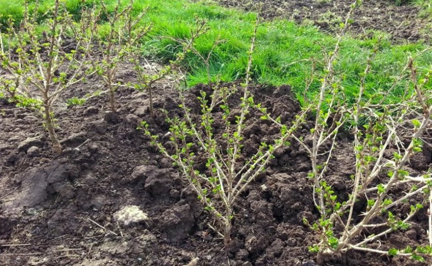 Кущі аґрусу