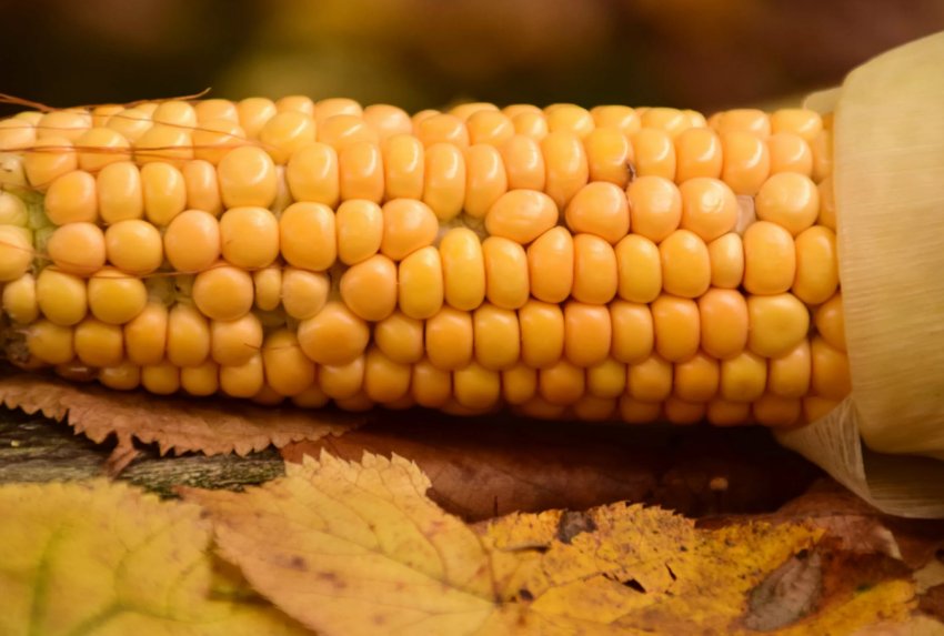 Масове вторгнення «армійських хробаків» в Азію