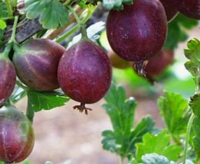 Агрус Колобок: характеристика, особливості вирощування і розмноження