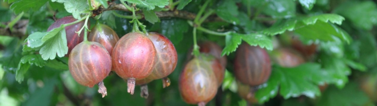 Агрус Сливовий: характеристика, особливості вирощування і розмноження
