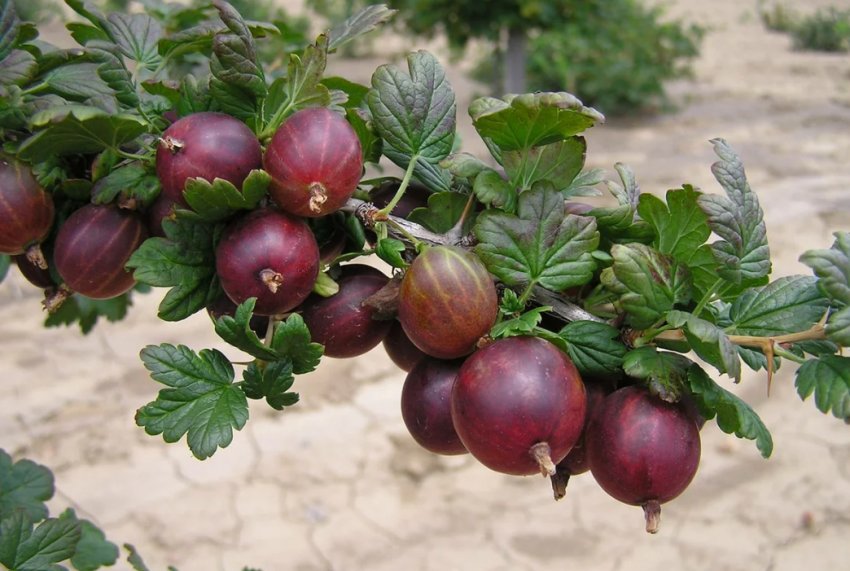 Врожайність агрусу Сливовий