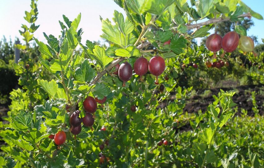 Кущ аґрусу сорти Сливовий