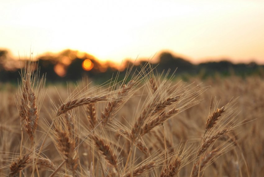 Шторму в Аргентині можуть затримати посадки пшениці, але розширити посівні площі