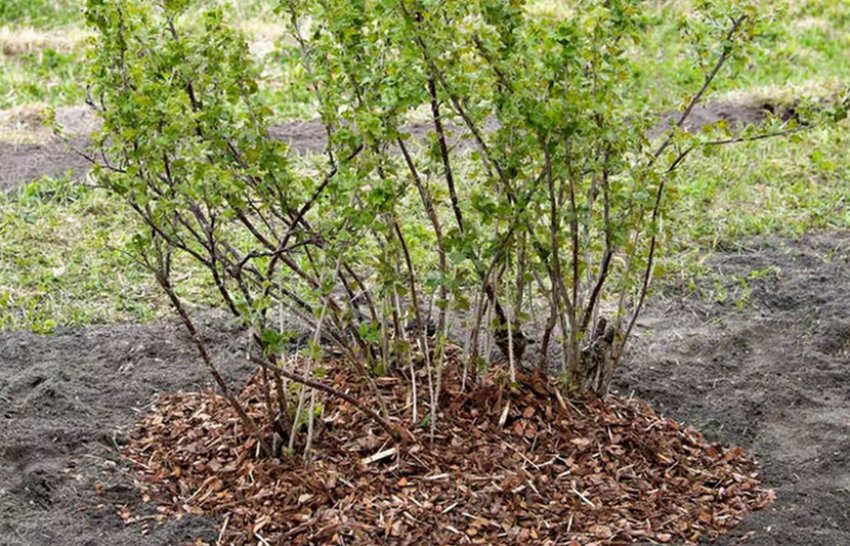 Мульчування агрусу Мульчування агрусу