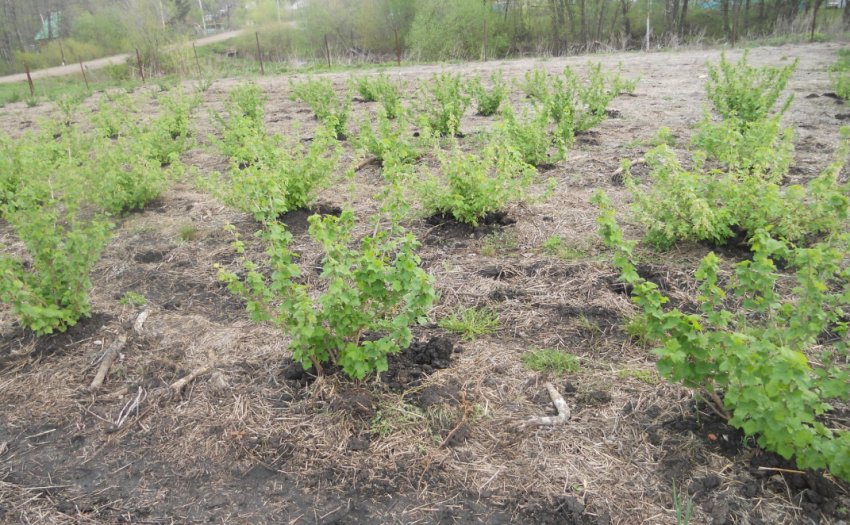 Ділянку для посадки агрусу