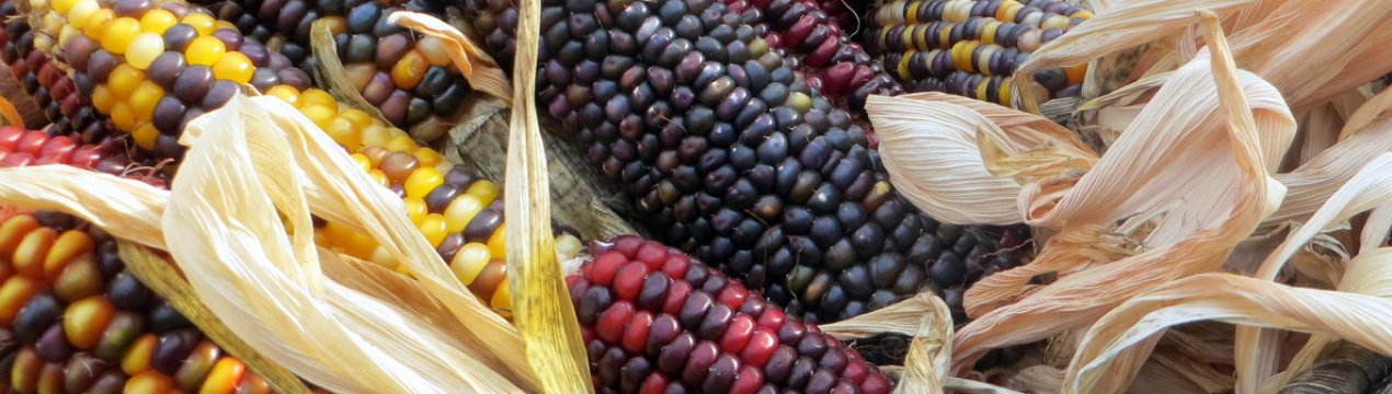 У Зімбабве прогнозують зниження врожаю кукурудзи