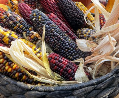 У Зімбабве прогнозують зниження врожаю кукурудзи