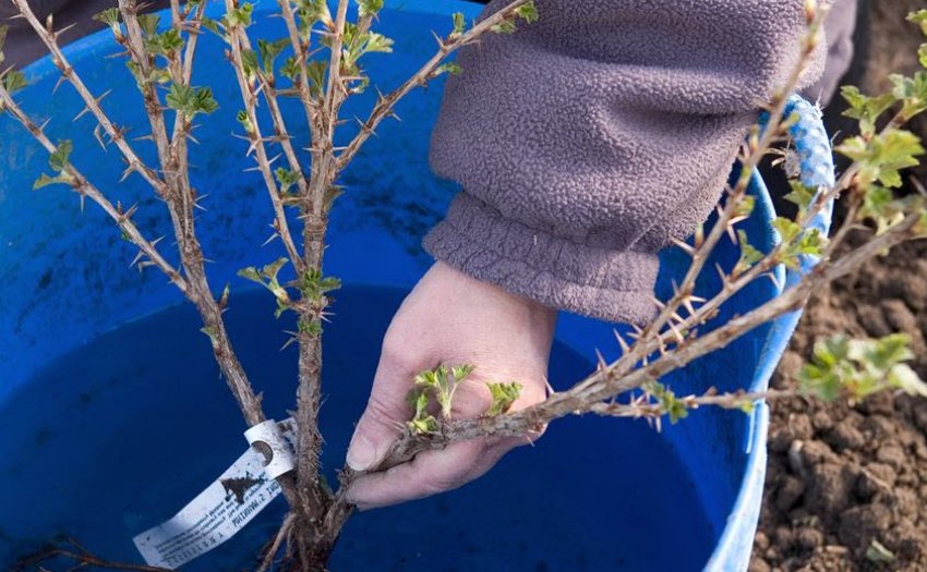 Замочування коренів перед почсадкой