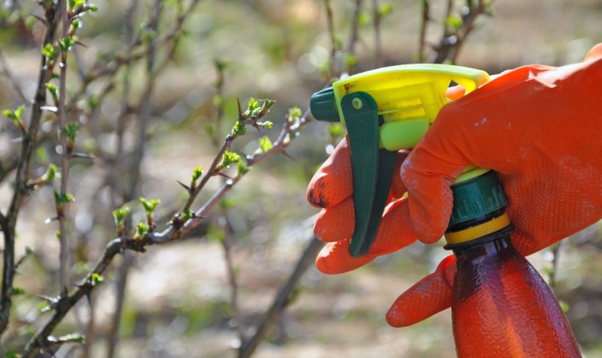 Профілактична обробка кущі аґрусу