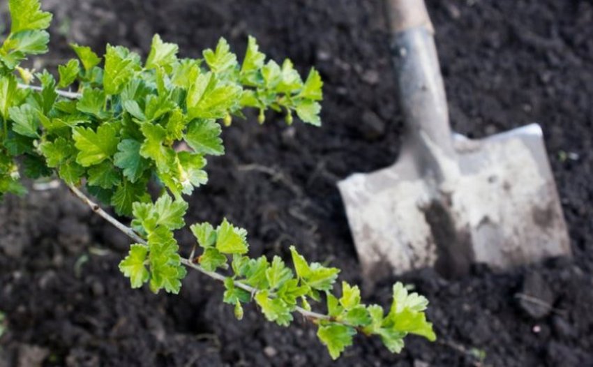 Догляд за ґрунтом біля кущів аґрусу