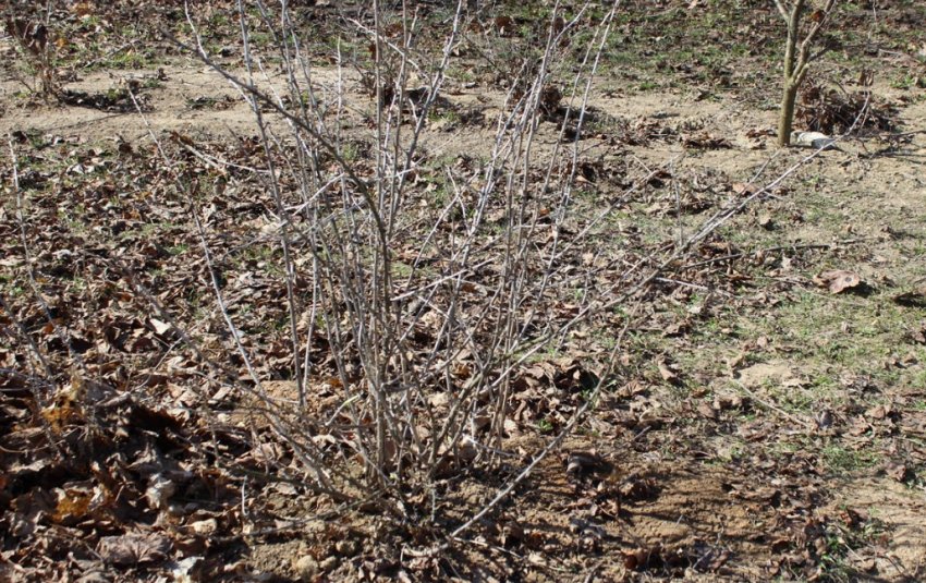 Кущ аґрусу восени