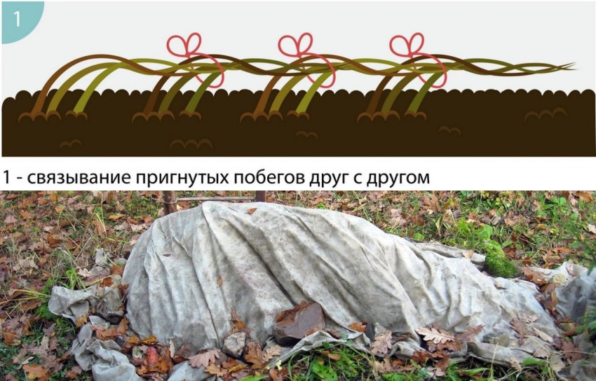 Пригинання і укриття кущів аґрусу на зиму