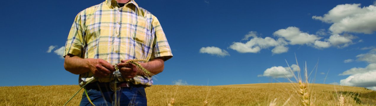 Торгова напруженість з Китаєм, засуха і борги «струшують» фінанси канадських фермерів