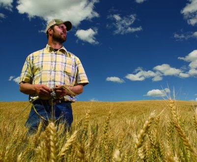 Торгова напруженість з Китаєм, засуха і борги «струшують» фінанси канадських фермерів