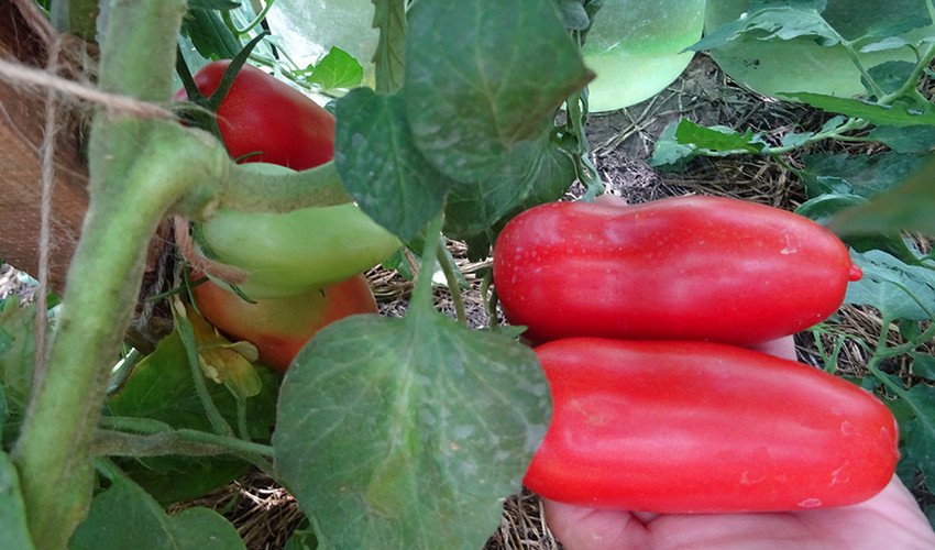 Царський спокуса