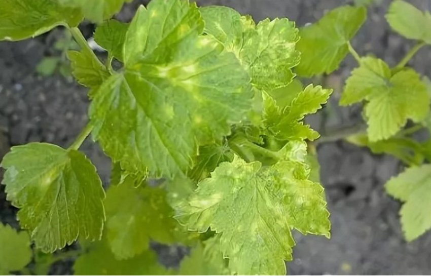 Мозаїка на аґрусі