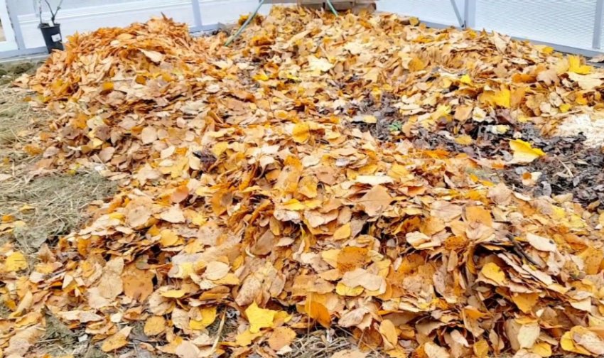 Укриття агрусу